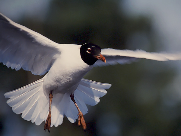 Mustanmerenlokki, Mediterranean Gull, Larus melanocephalus